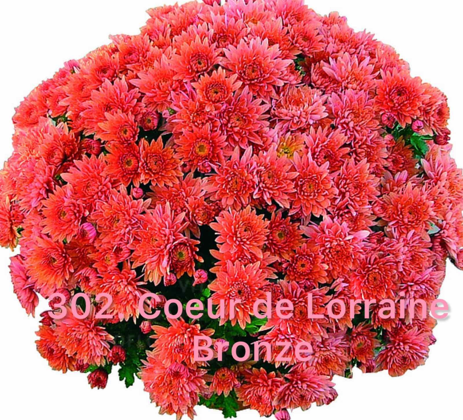 Хризантема шаровидна 302.Coeur de Lorraine Bronze (горщик ф12)