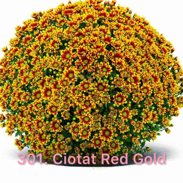 Шаровидна хризантема 301.Ciotat Red Gold (горщик ф12)