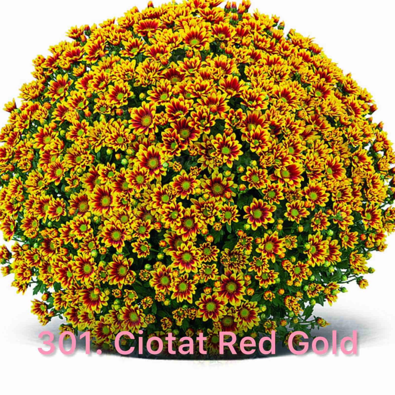 Шаровидна хризантема 301.Ciotat Red Gold (горщик ф12)