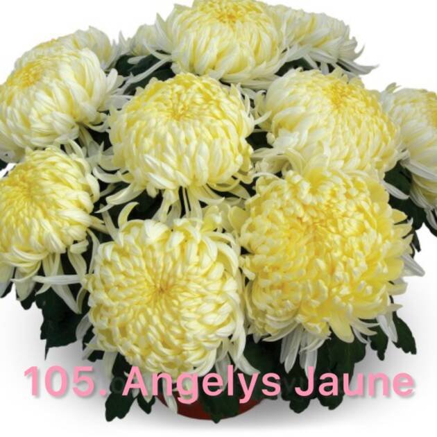 Хризантема повна 105. Angelys Jaune (горщик ф12)