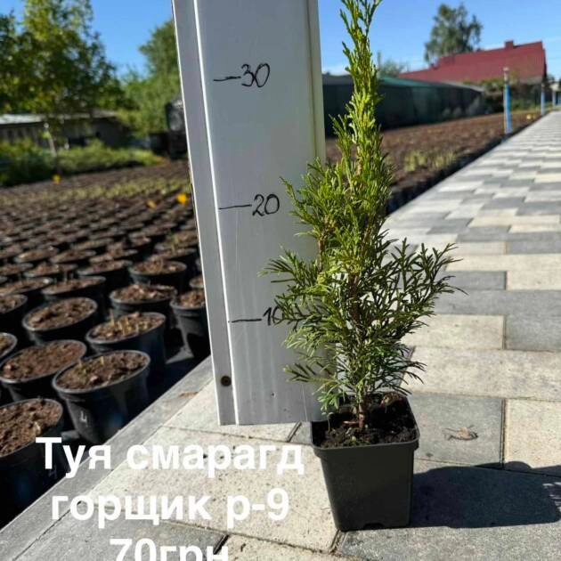 Туя Смарагд - горщик р9