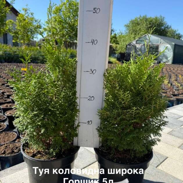 Туя Колоновидна широка 5л. (40-50см)