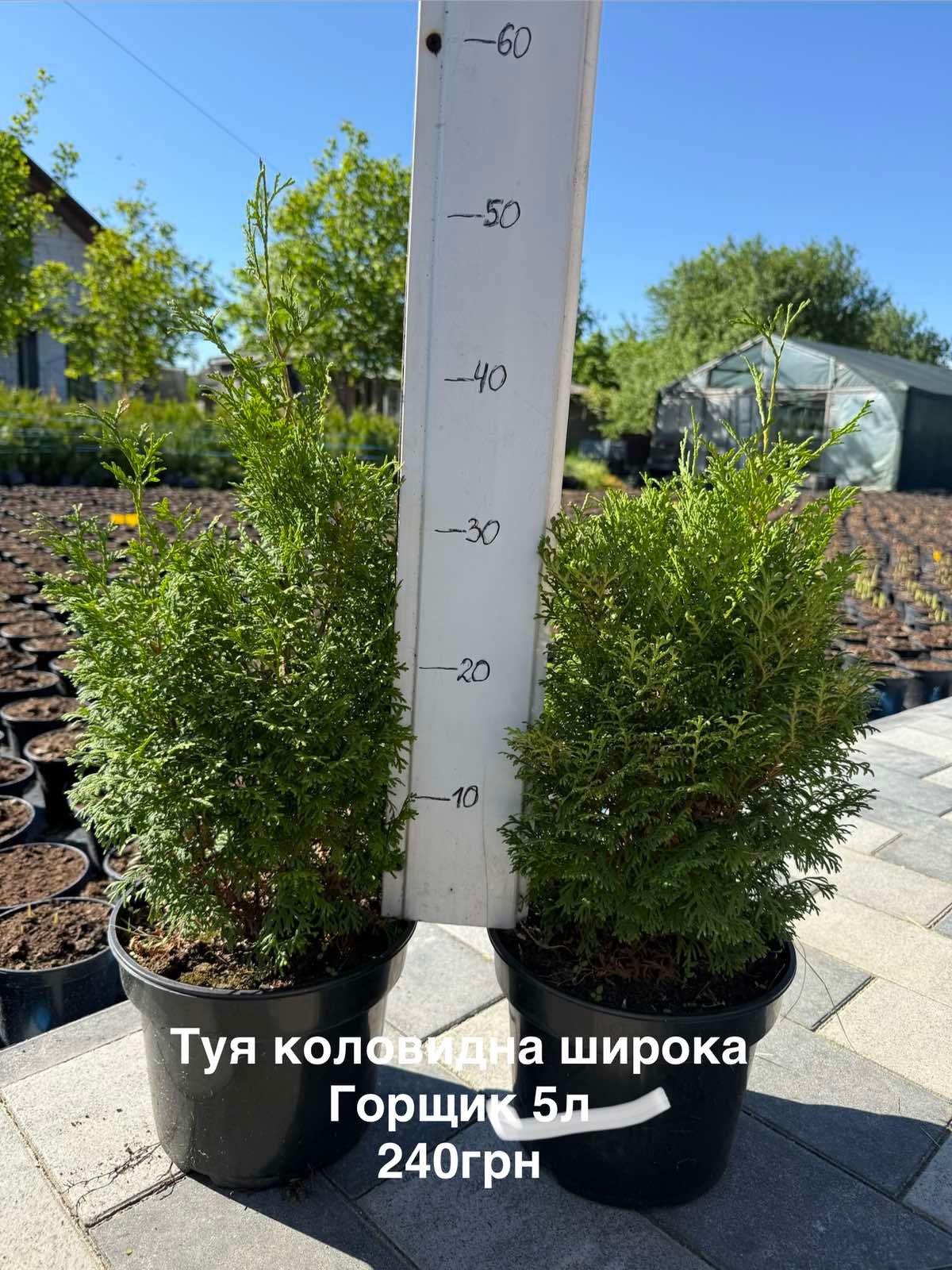 Туя Колоновидна широка 5л. (40-50см)