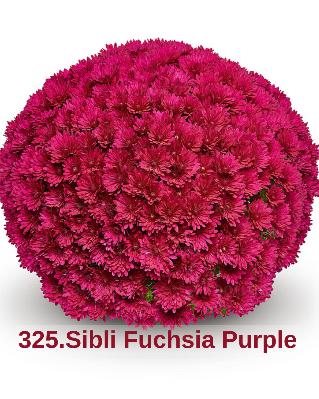 Хризантема шаровидна 325.Sibli Fuchsia Purple (черенок)