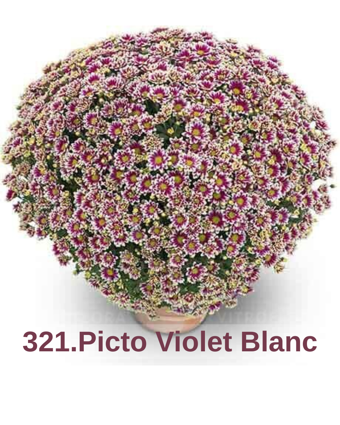 Хризантема шаровидна 321.Picto Violet Blanc (черенок)