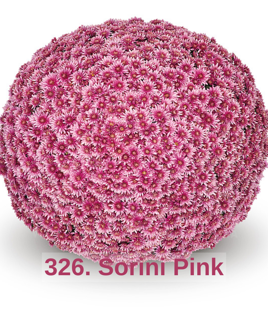 Хризантема шаровидна 326. Sorini Pink (черенок)