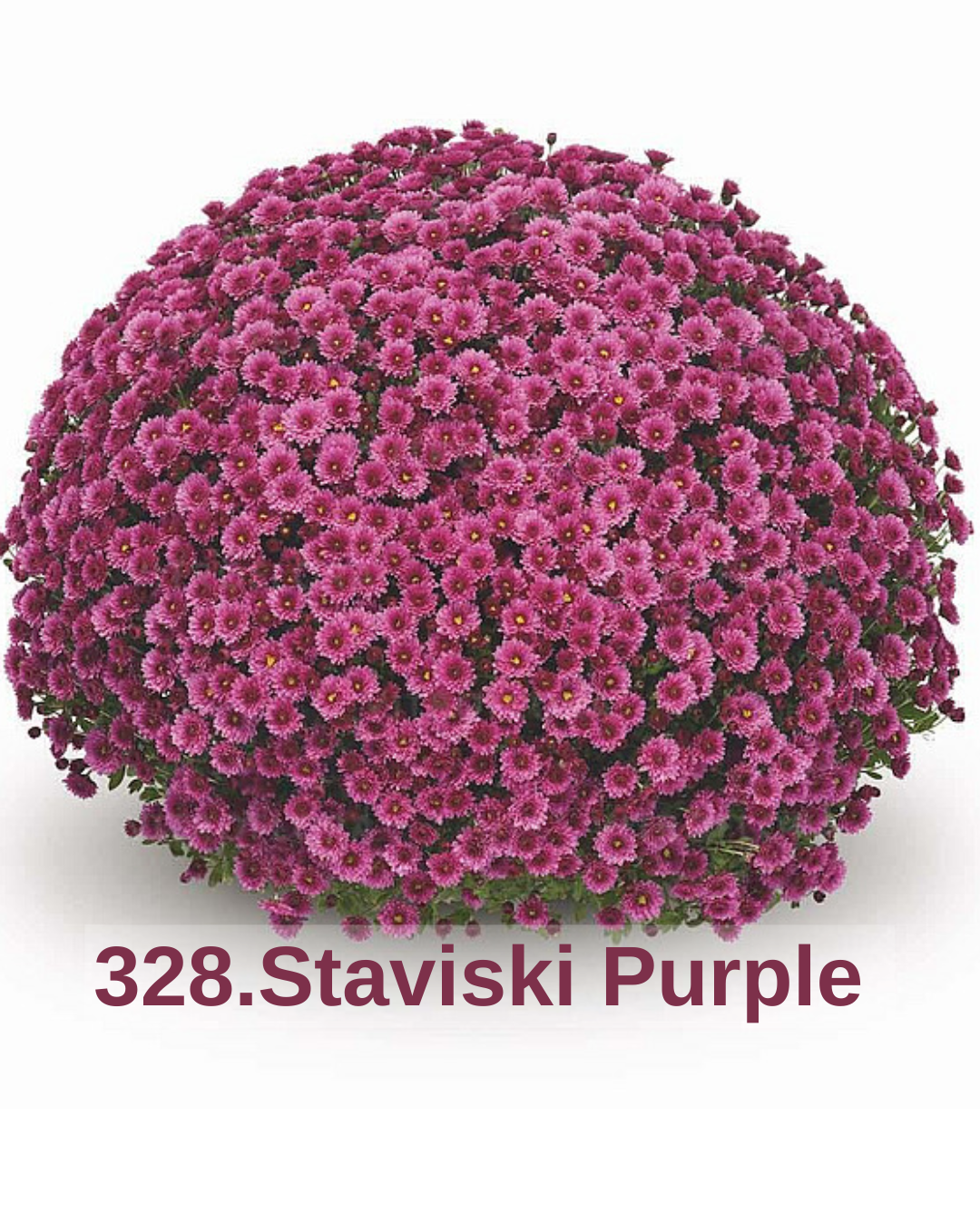 Хризантема шаровидна 328.Staviski Purple (черенок)