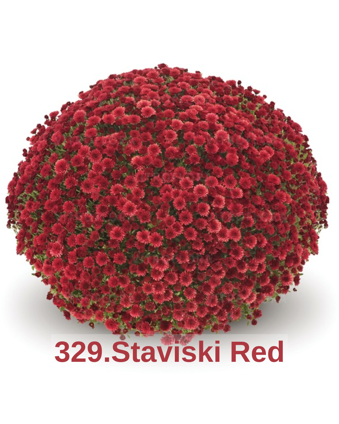 Хризантема шаровидна 329.Staviski Red (черенок)