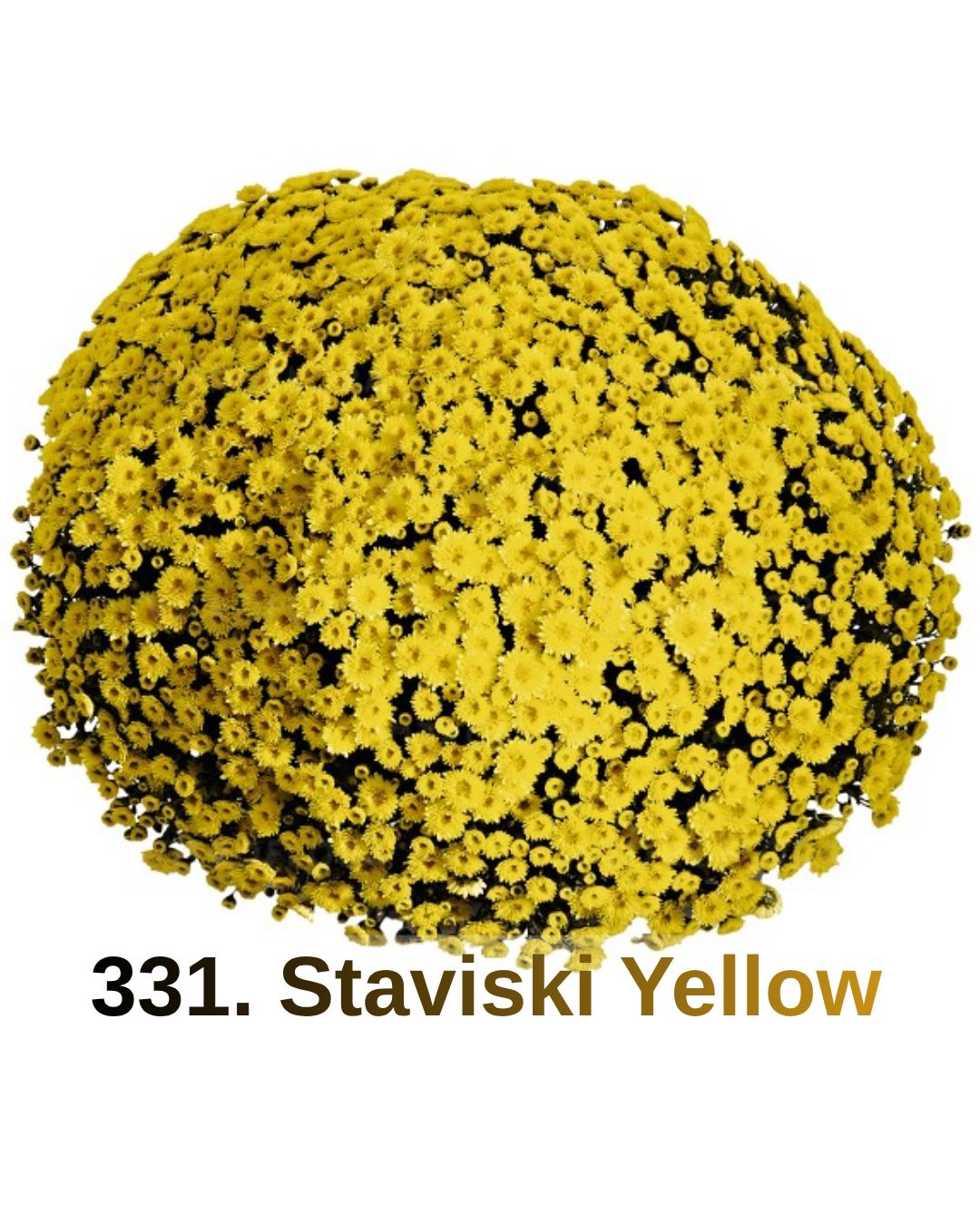 Хризантема шаровидна 331. Staviski Yellow (черенок)