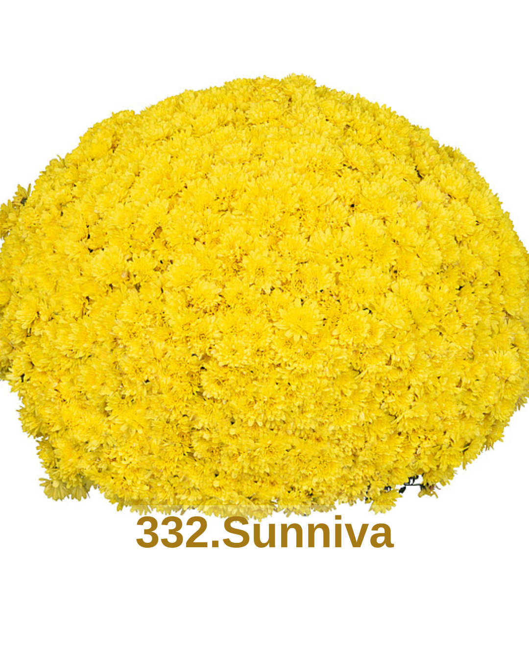 Хризантема шаровидна 332.Sunniva (черенок)