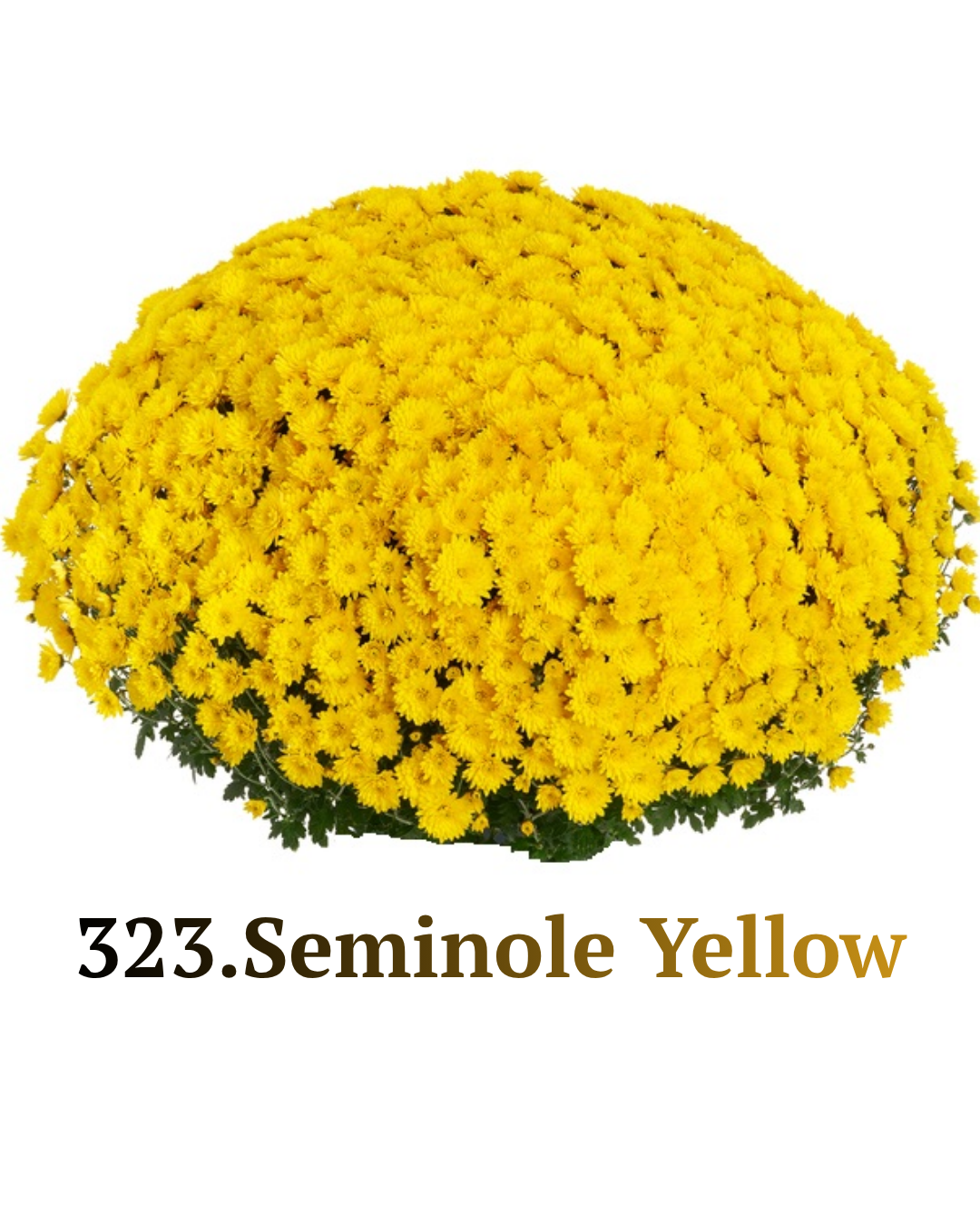 Хризантема шаровидна 323.Seminole Yellow (черенок)
