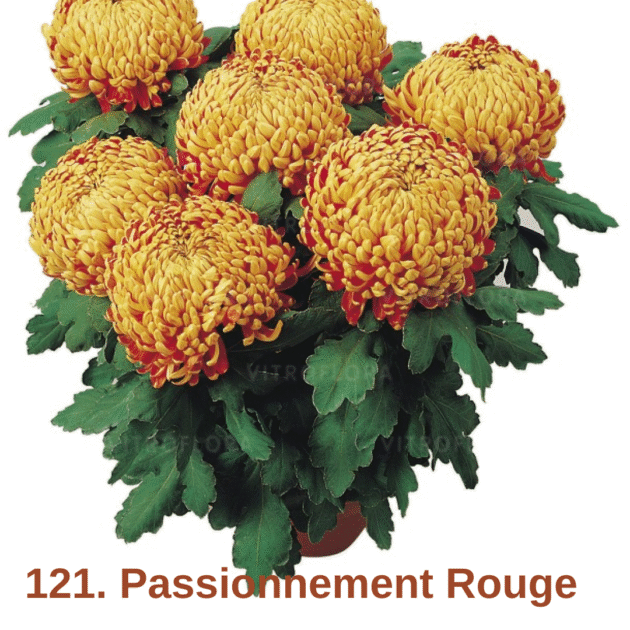 Хризантема повна 121. Passionnement Rouge (черенок)