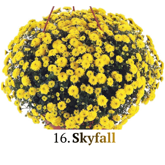 Шаровидна хризантема (черенок) 16. Skyfall