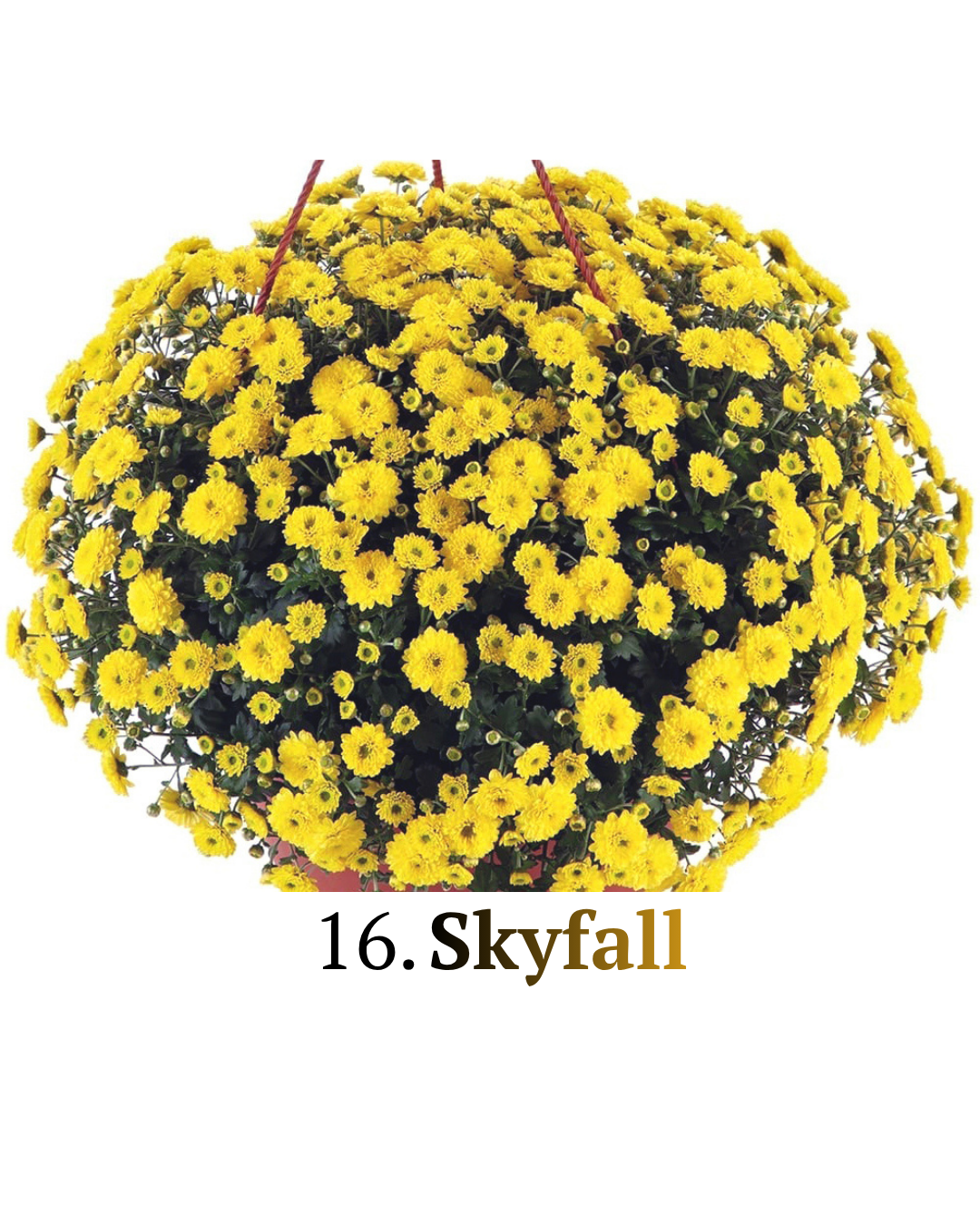 Шаровидна хризантема (черенок) 16. Skyfall