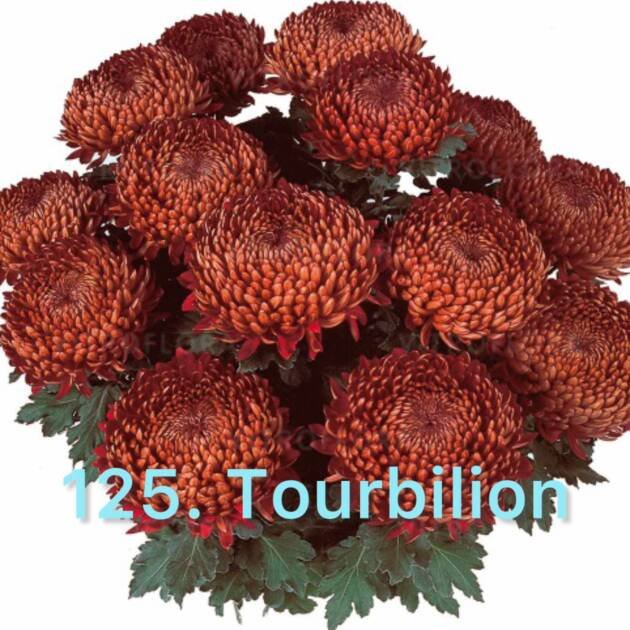 Хризантема повна 125.Tourbilion (черенок)