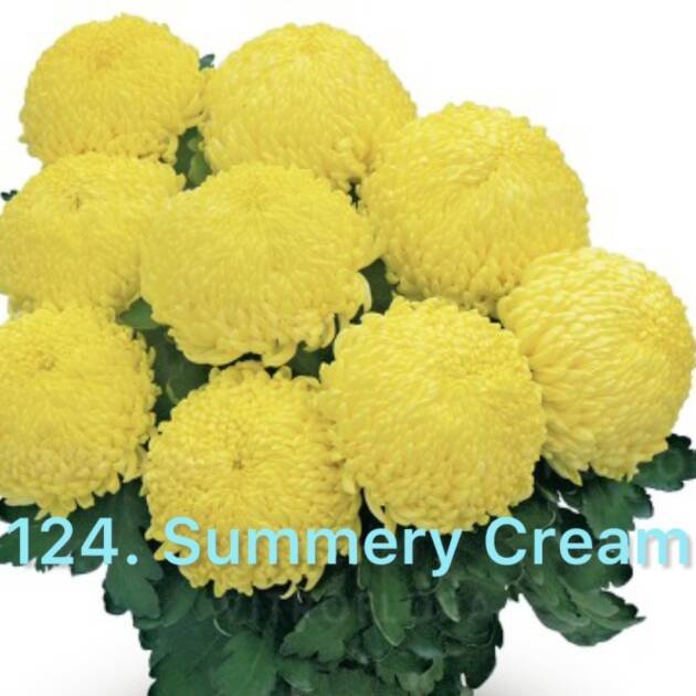 Хризантема повна 124. Sunberry Cream (черенок)