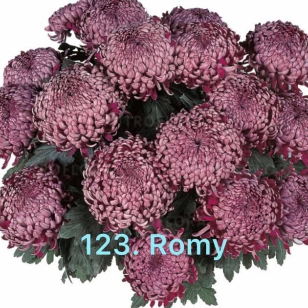 Хризантема повна 123. Romy (черенок)