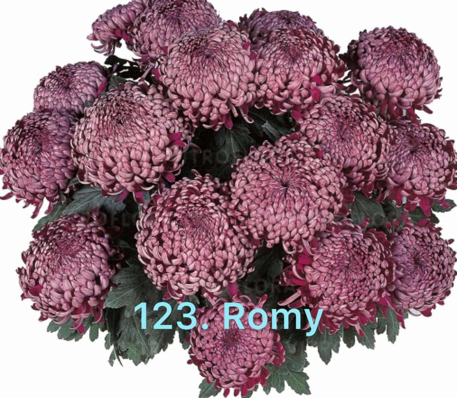 Хризантема повна 123. Romy (черенок)