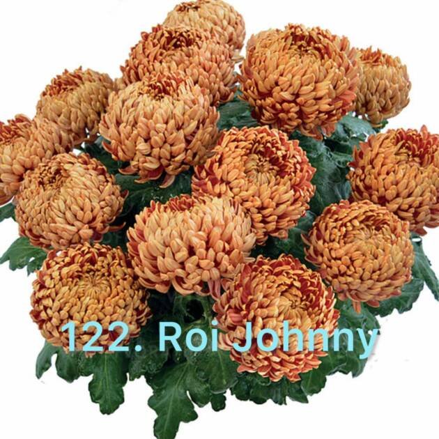 Хризантема повна 122.Roi Johnny (черенок)