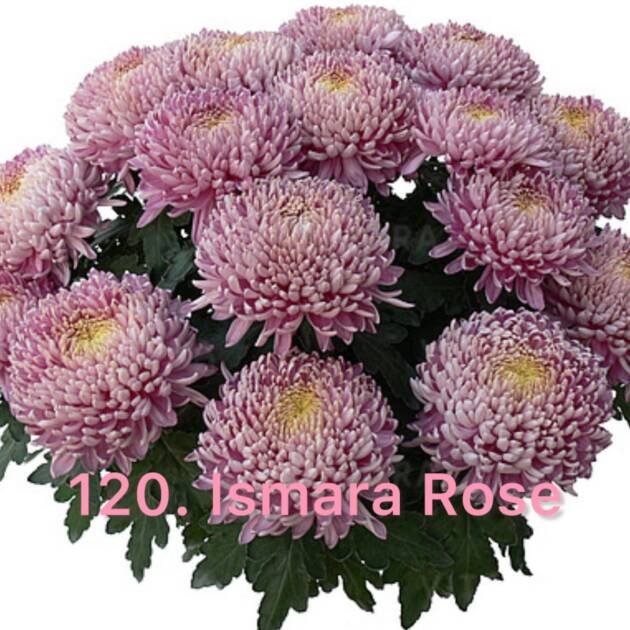 Хризантема повна 120.Ismara Rose (черенок)