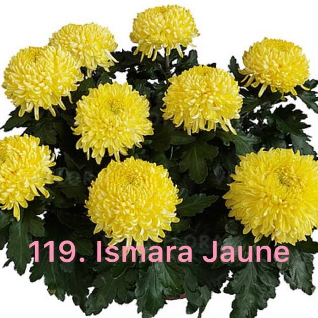 Хризантема повна 119.Ismara Jaune (черенок)