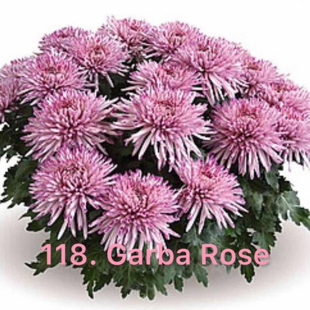 Хризантема повна 118. Garba Rose (черенок)