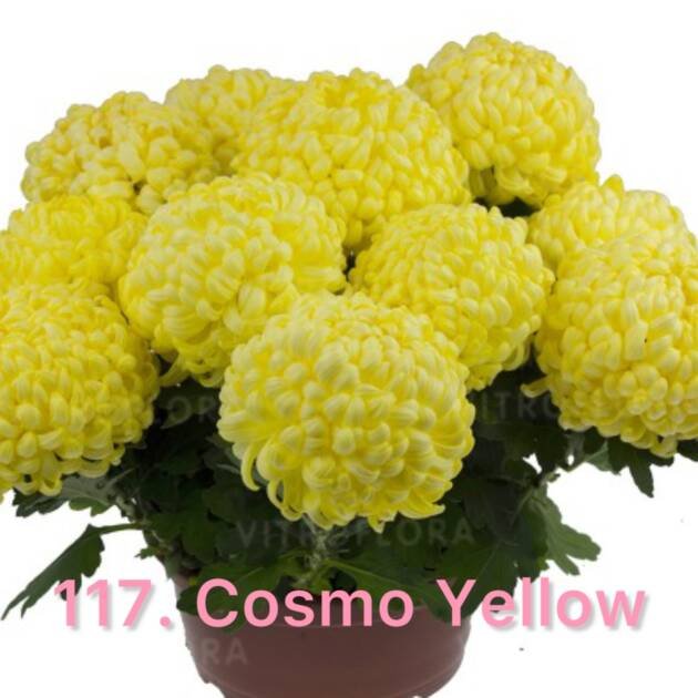 Хризантема повна 117.Cosmo Yellow (черенок)