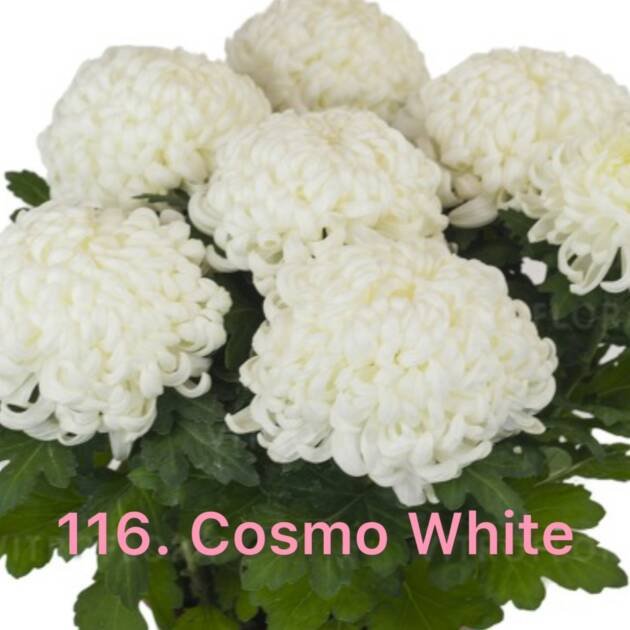 Хризантема повна 116.Cosmo White (черенок)