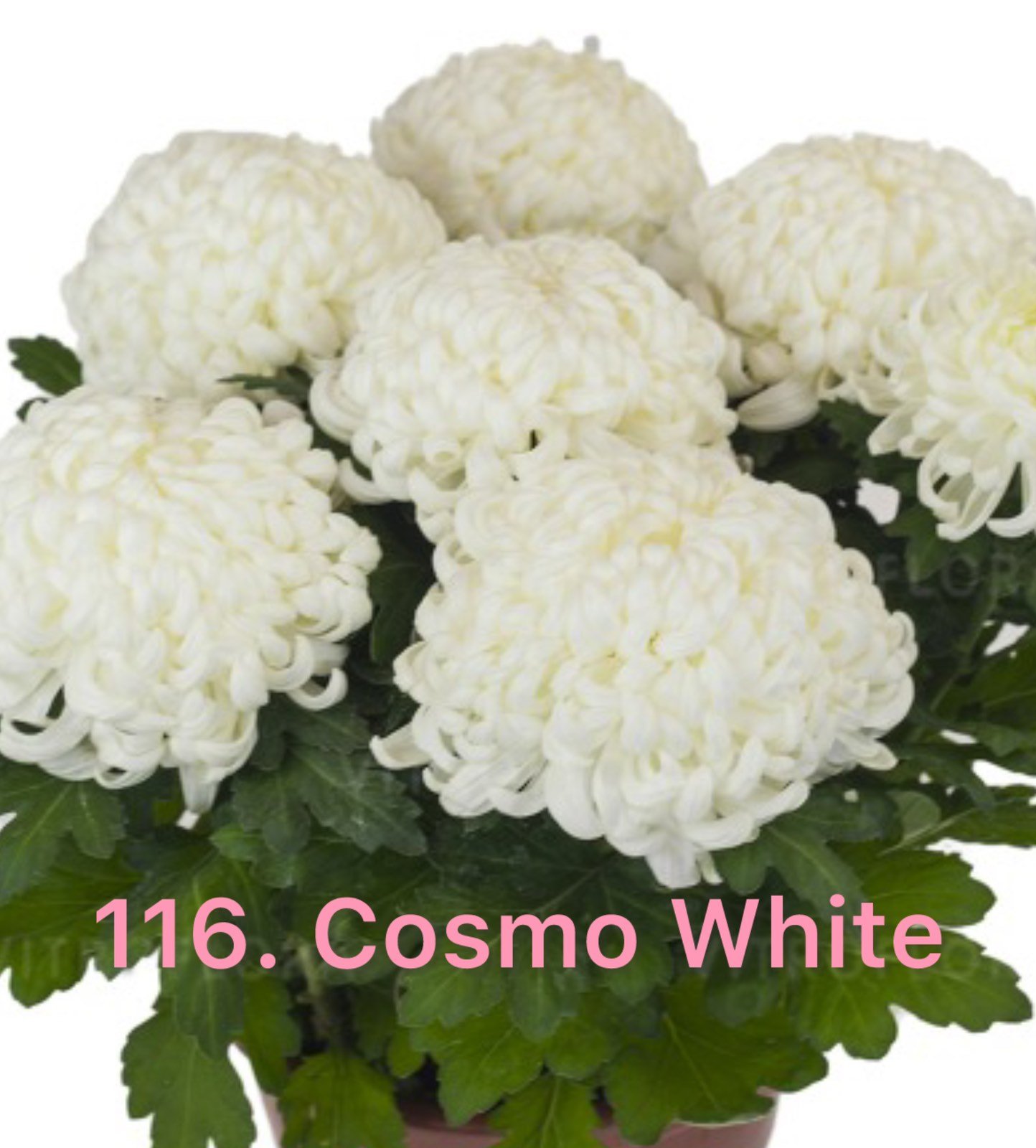 Хризантема повна 116.Cosmo White (черенок)