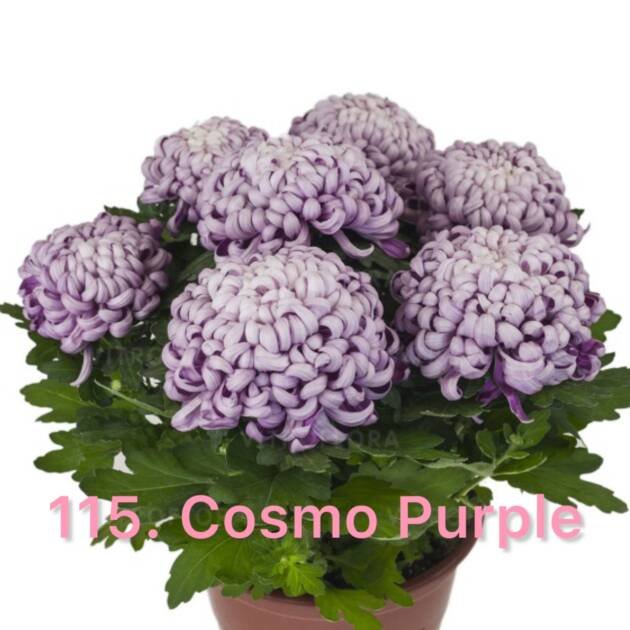 Хризантема повна 115.Cosmo Purple (черенок)