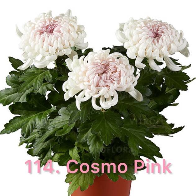 Хризантема повна 114.Cosmo Pink (черенок)