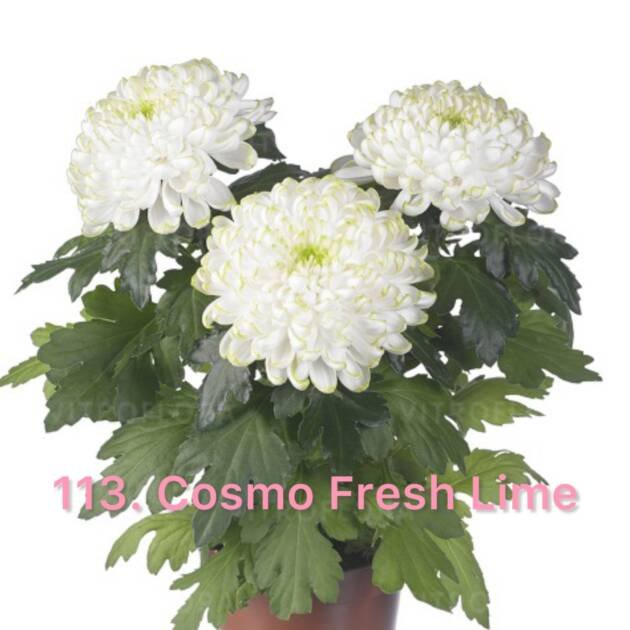 Хризантема повна 113.Cosmo Fresh Lime (черенок)