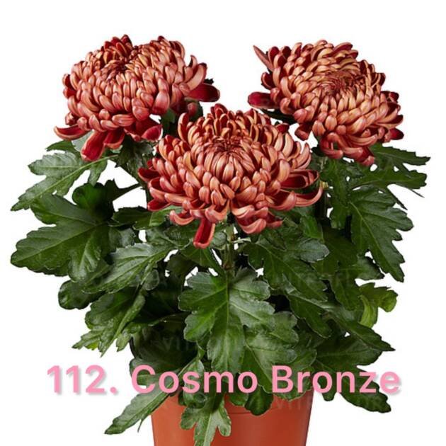 Хризантема повна 112.Cosmo Bronze (черенок)