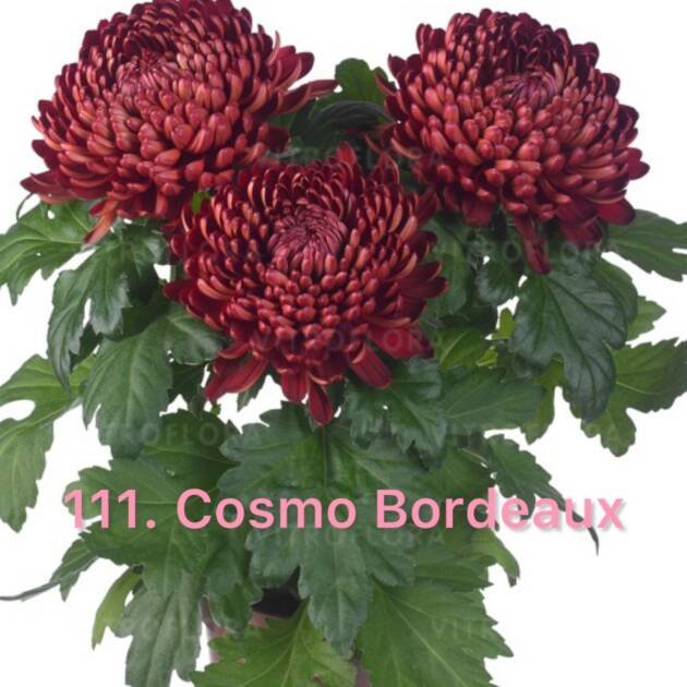 Хризантема повна 111.Cosmo Bordeaux (черенок)
