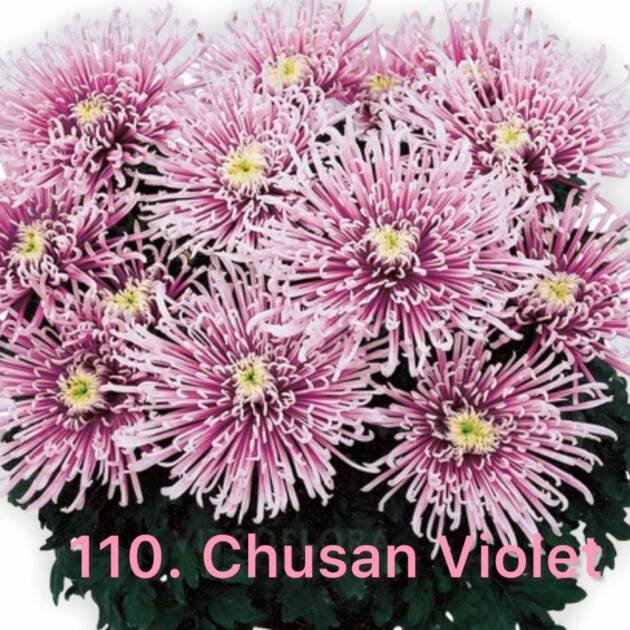 Хризантема повна 110. Chusan Violet (черенок)