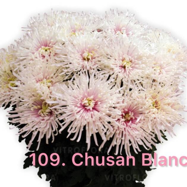 Хризантема повна 109.Chusan Blanc (черенок)
