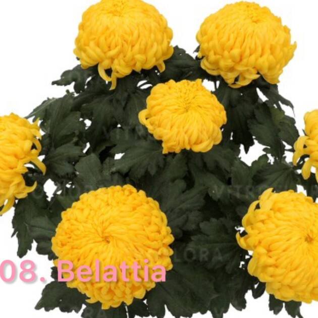 Хризантема повна 108. Bellatia (черенок)