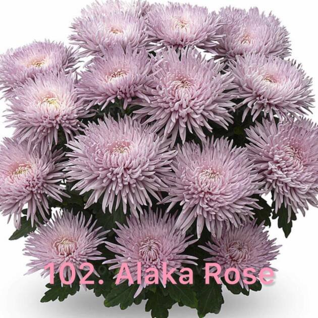 Хризантема повна 102.Alaka Rose (черенок)