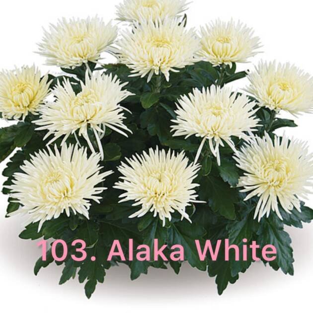 Хризантема повна 103.Alaka White (черенок)