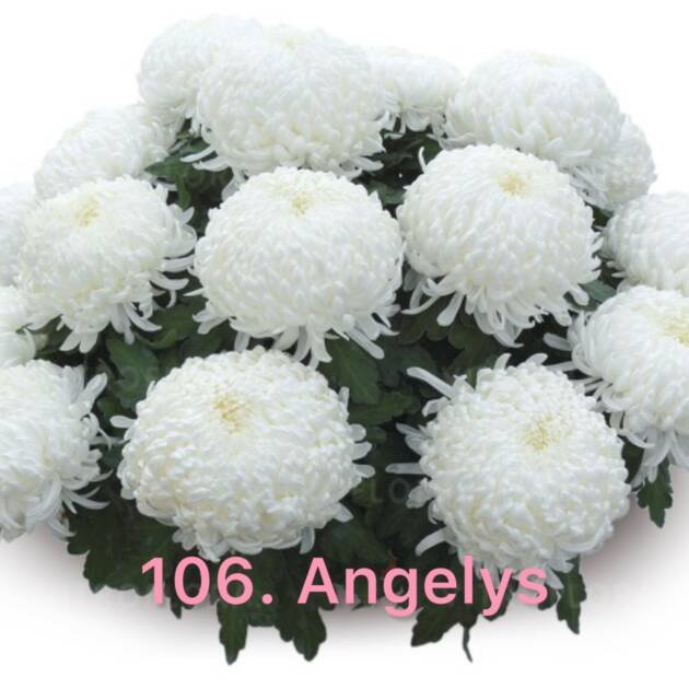 Хризантема повна 106.Angelys (черенок)
