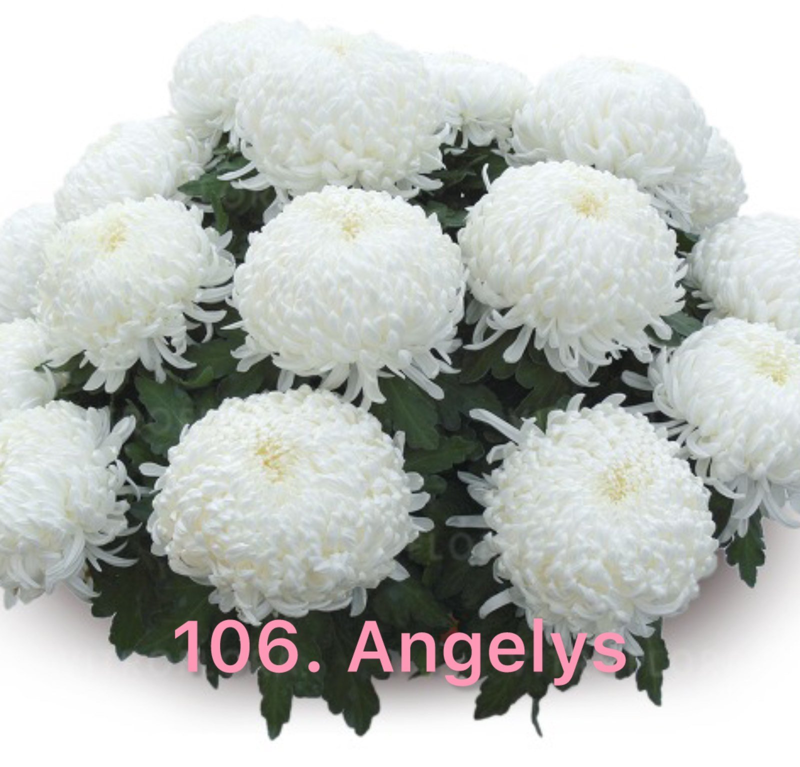 Хризантема повна 106.Angelys (черенок)