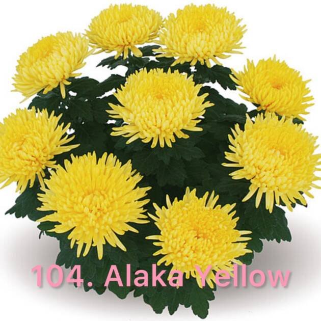 Хризантема повна 104.Alaka Yellow (черенок)