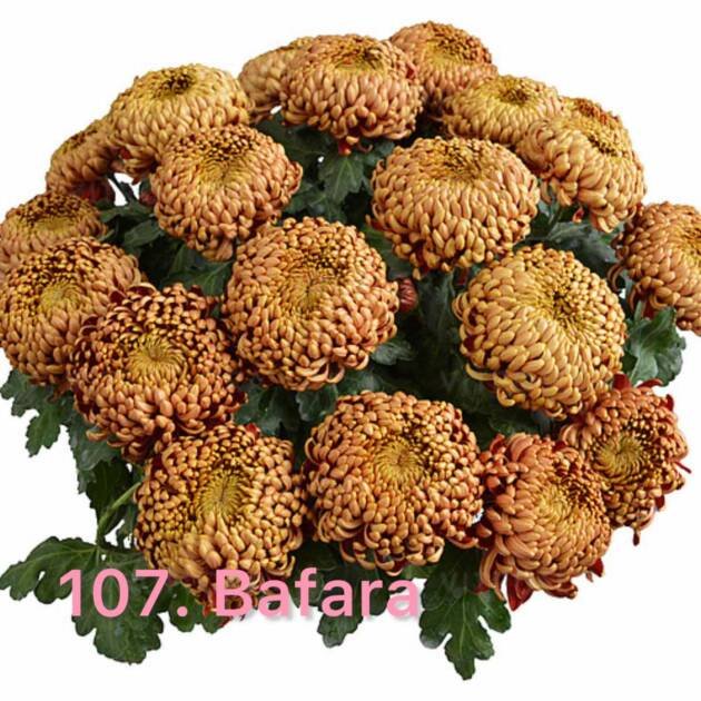 Хризантема повна 107.Bafara (черенок)