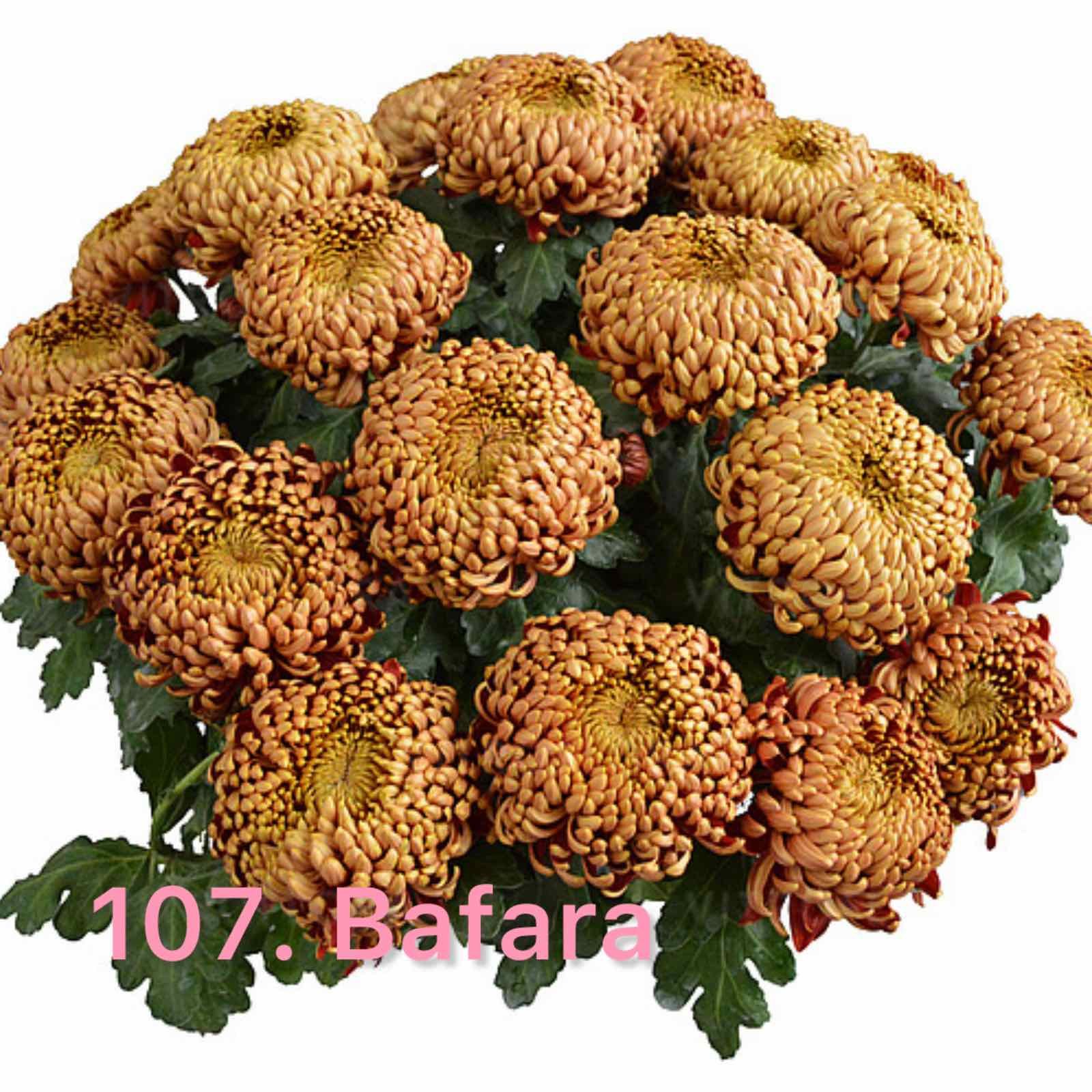Хризантема повна 107.Bafara (черенок)