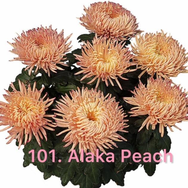 Хризантема повна 101.Alaka Peach (черенок)
