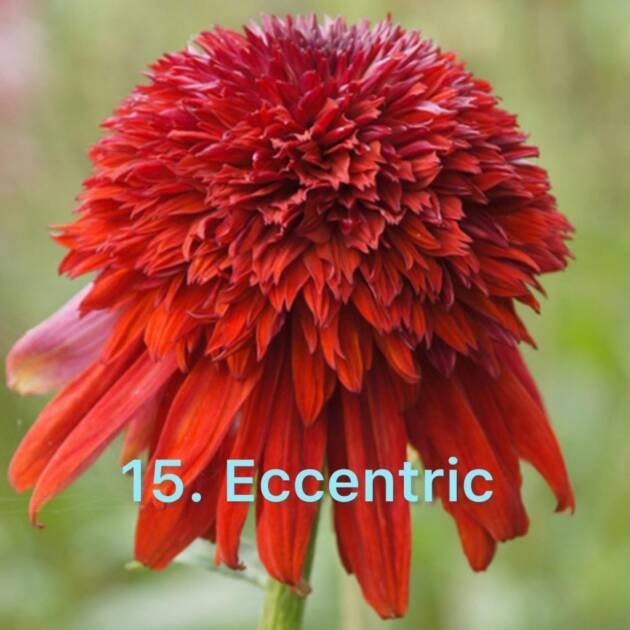 Ехінацея 15.Eccentric