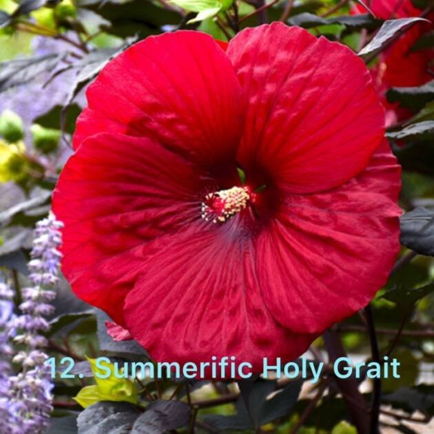 Гібіскус 12. Summerific Holy Grail