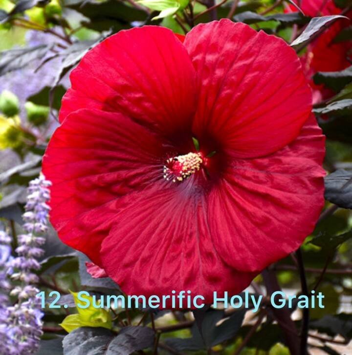 Гібіскус 12. Summerific Holy Grail