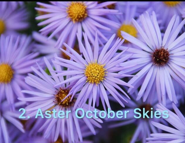 2.Aster October Skies (горщик ф12)