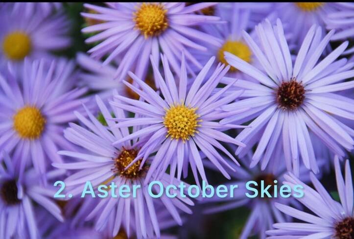 2.Aster October Skies (горщик ф12)